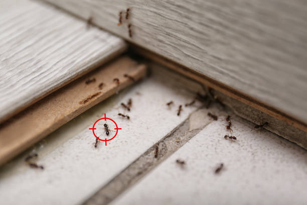 Best Cockroach Control Services  in Raoul, GA