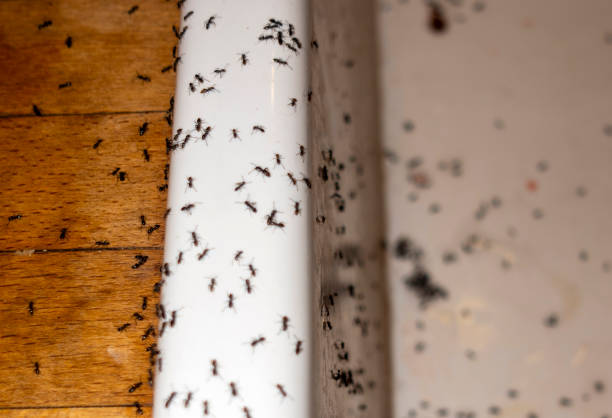 Best Pest Prevention Services  in Raoul, GA