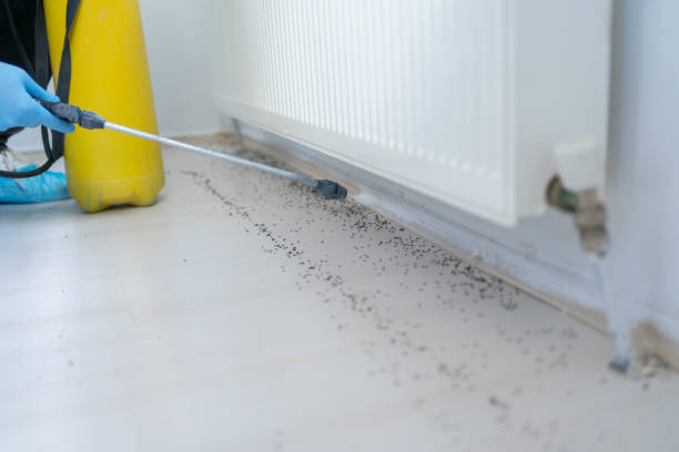 Best Flea Control Services  in Raoul, GA